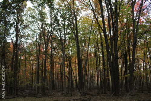 forest in the morning