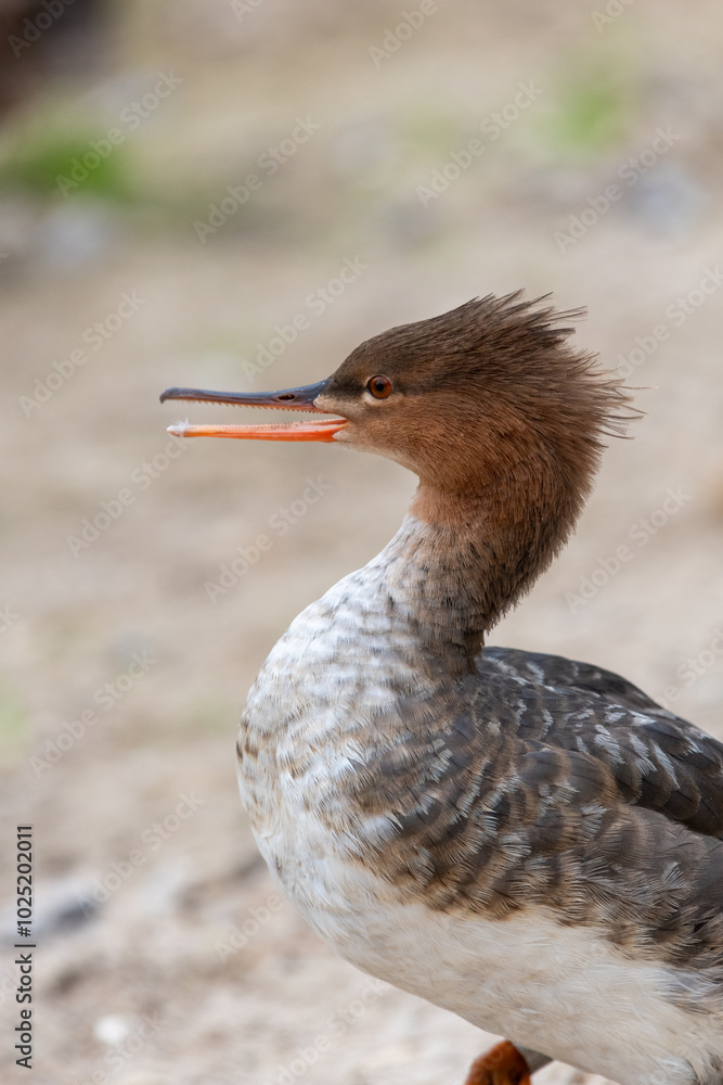 Close up of a red breasted merganser (mergus serrator) Close up of a red breasted merganser (mergus serrator)