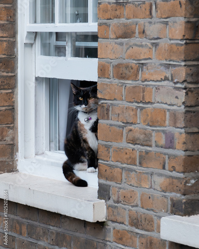 The guardian cat at Hopton's Gardens in London photo