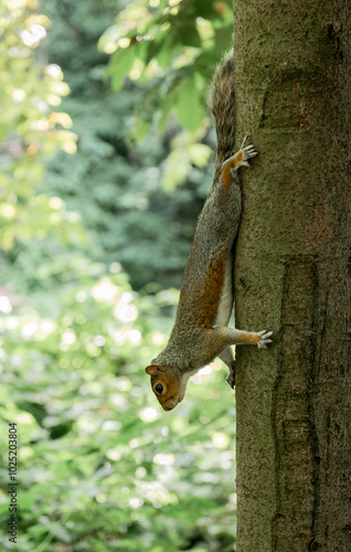 Squirrel coming down from a tree