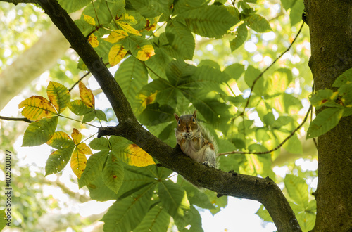 Squirrel eating in a tree