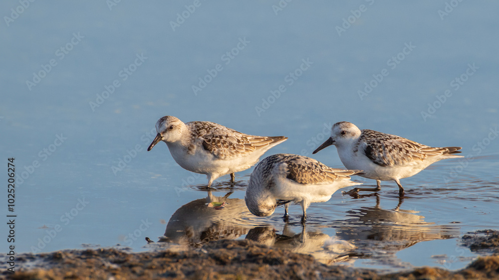 Obraz premium Sanderling - Calidris alba