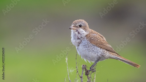 Perched Red-backed shrike - Lanius collurio