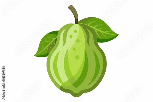 Chayote Sechium edule vector design on a white background