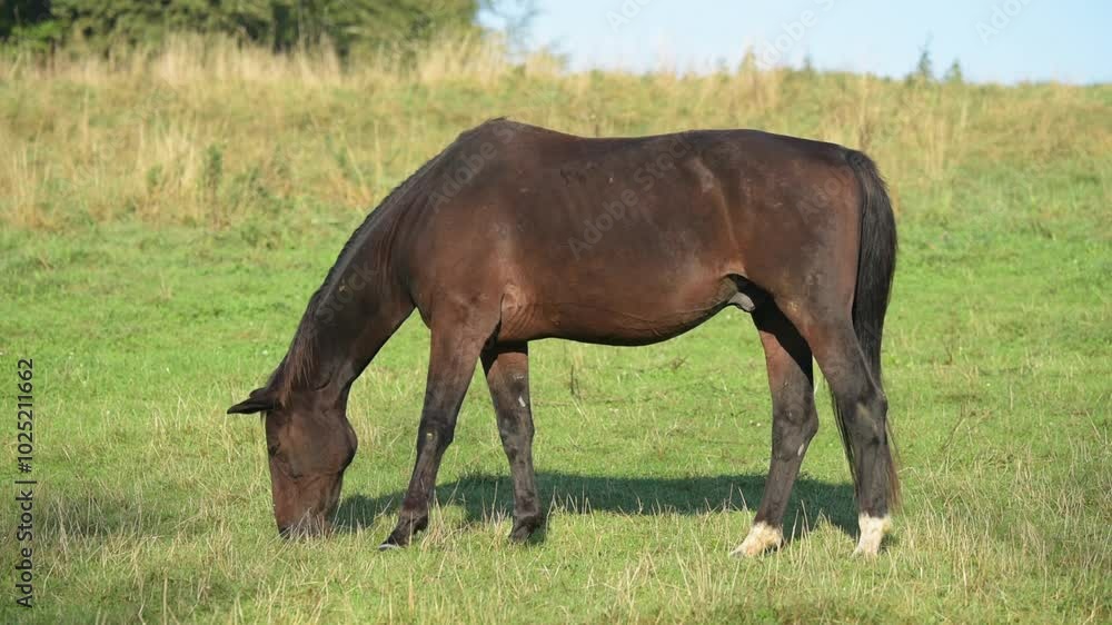 Brown domestic horse grazing in a meadow on a pasture in the rural countryside, side view profile
Brown domestic horse grazing in a meadow on a pasture in the rural countryside, side view profile