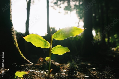 Sunlit Growth in the Forest
