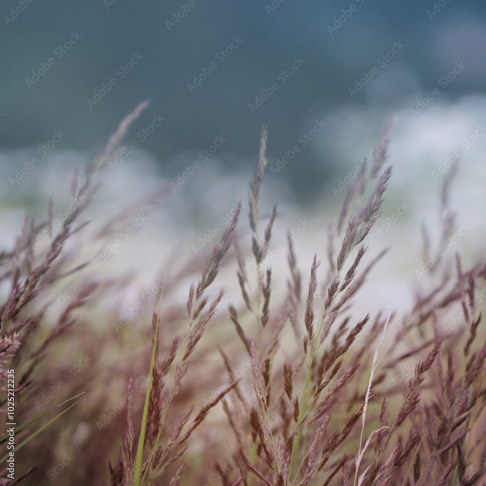 Fototapeta premium grass in the wind