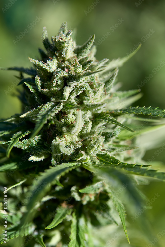 Legal Cannabis Farm Buds in Flower. Mature cannabis plant.