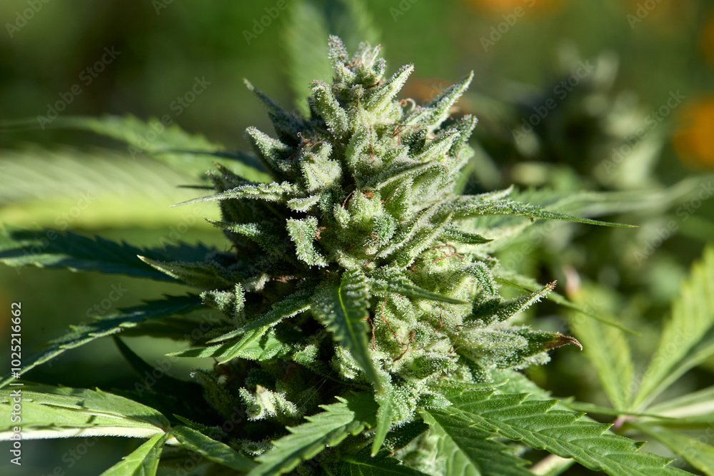 Legal Cannabis Farm Buds in Flower. Mature cannabis plant. Legal Cannabis Farm Buds in Flower. Mature cannabis plant.