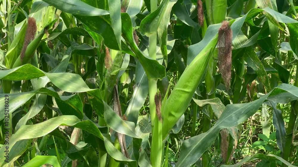 young corn plants on agricultural land young corn plants on agricultural land