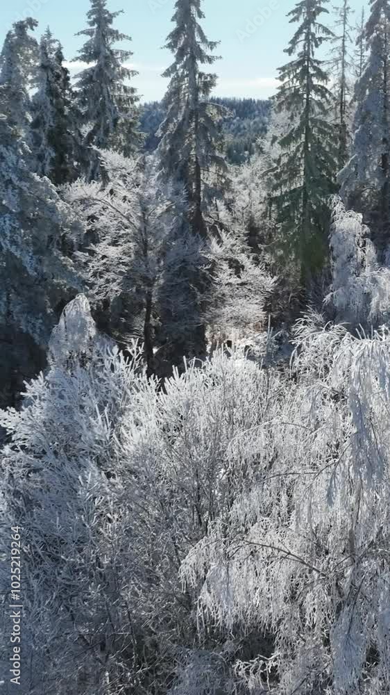 Snow-Dusted Pine Trees, Icy Rivers, and Frozen Rocks Snow-Dusted Pine Trees, Icy Rivers, and Frozen Rocks