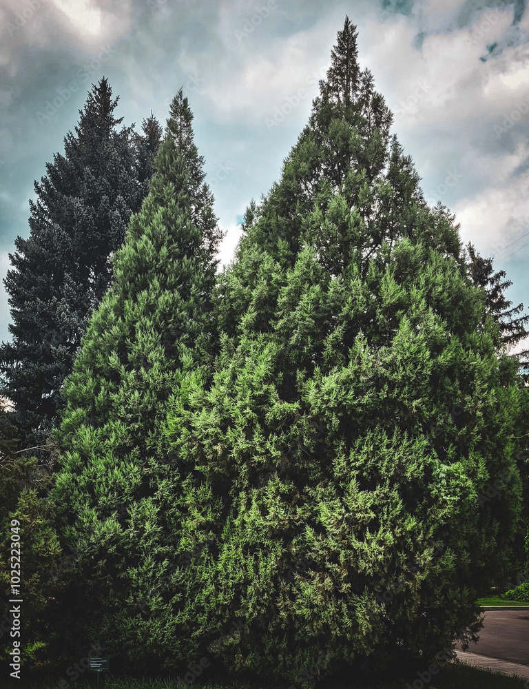 Two tall thuja trees against a cloudy sky. Two tall thuja trees against a cloudy sky.