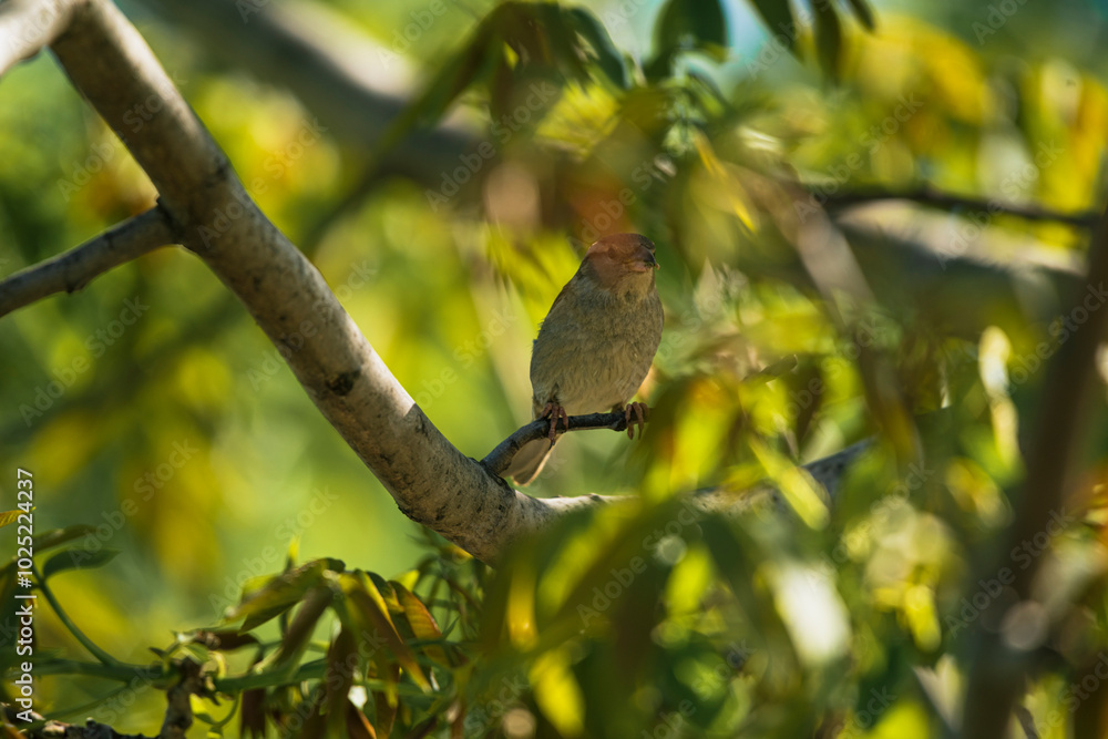 photograph of a sparrow perched on a tree branch photograph of a sparrow perched on a tree branch
