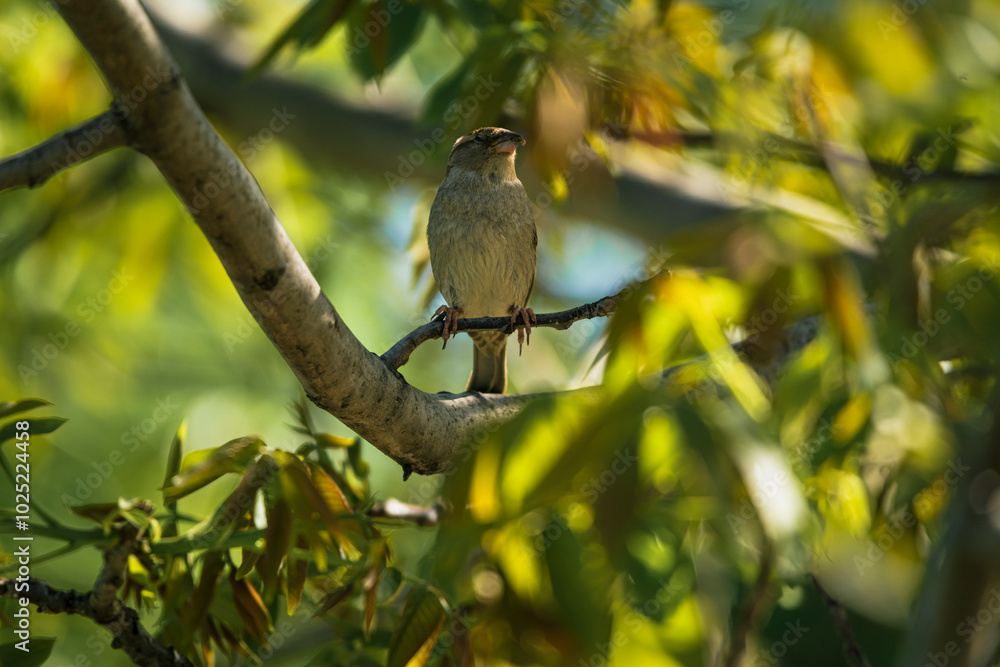 photograph of a sparrow perched on a tree branch photograph of a sparrow perched on a tree branch