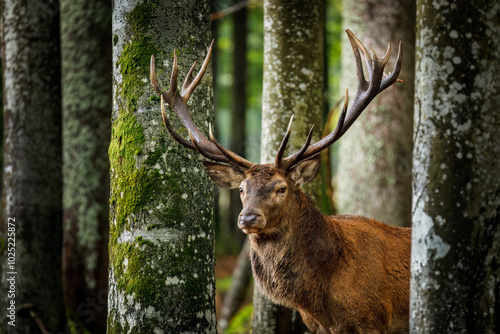King of forest. Red deer stag, Cervus elaphus, patrols on forest meadow, peaks our from behind trees. Male of deer with majestic antlers. Rutting season in wildlife nature. Autumn in Bavarian forest.