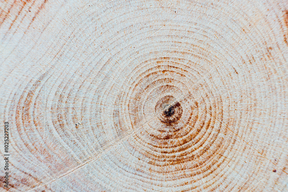Fototapeta premium A tree slice with visible rings showing the age of the tree. Wood texture with a natural pattern. Suitable for use in ecological projects, illustrations, and design.