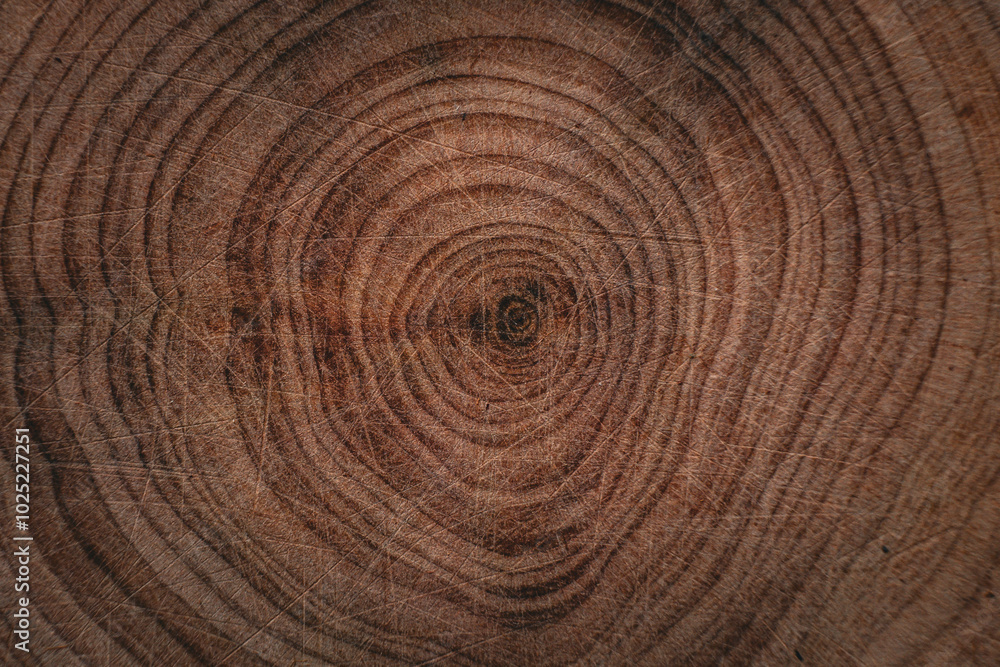 Fototapeta premium A tree slice with visible rings showing the age of the tree. Wood texture with a natural pattern. Suitable for use in ecological projects, illustrations, and design.