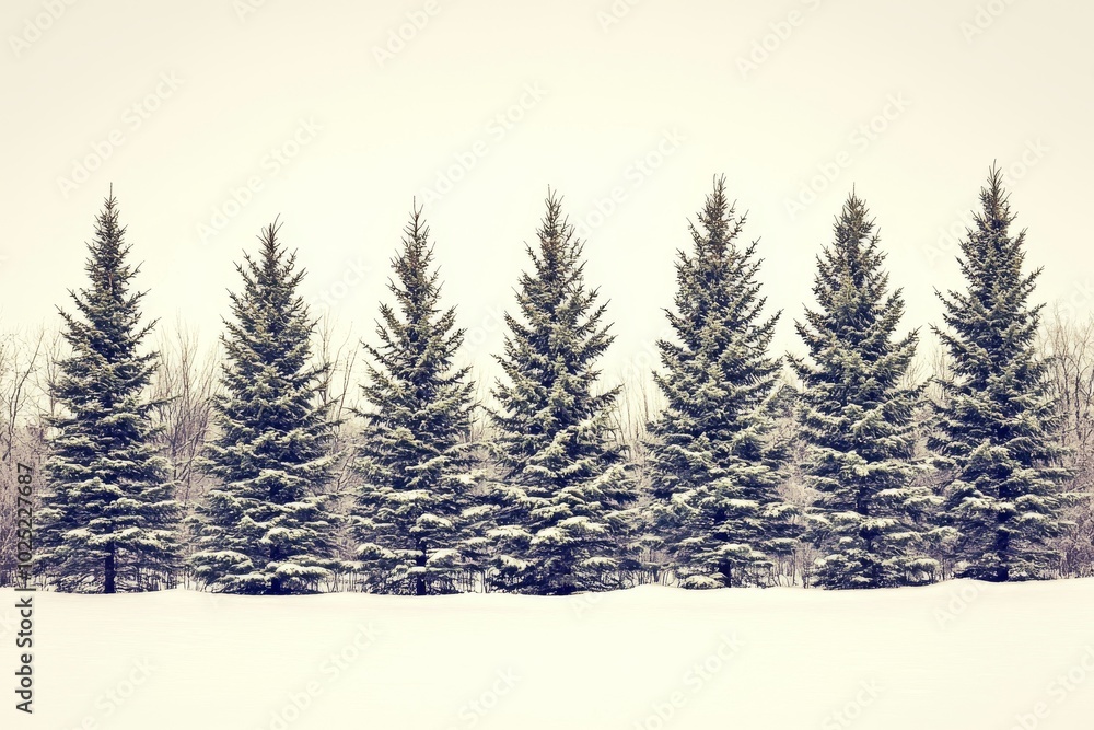 Snow covered spruce trees at Christmas time. The frosty spruce trees, white snow foreground, and white sky make this winter scene almost duotone. Snow covered spruce trees at Christmas time. The frosty spruce trees, white snow foreground, and white sky make this winter scene almost duotone.