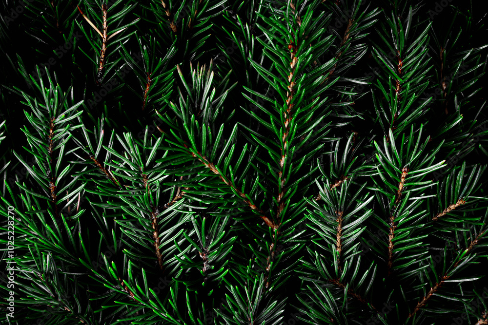 Background made of fir branches. Suitable for creating winter and Christmas cards, presentations, posters, and backgrounds for festive materials. Background made of fir branches. Suitable for creating winter and Christmas cards, presentations, posters, and backgrounds for festive materials.
