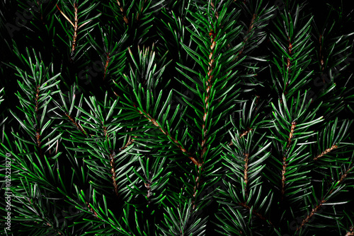 Background made of fir branches. Suitable for creating winter and Christmas cards, presentations, posters, and backgrounds for festive materials.