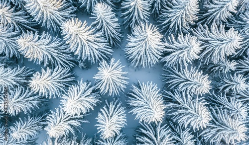 View from an aerial viewpoint of a winter forest. Pine trees in the background. Winter landscape from an aerial perspective. Forest background shot.