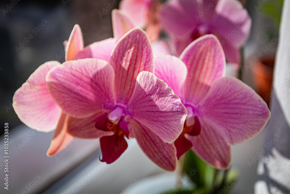 Orchids growing at my house. Orchids growing at my house.