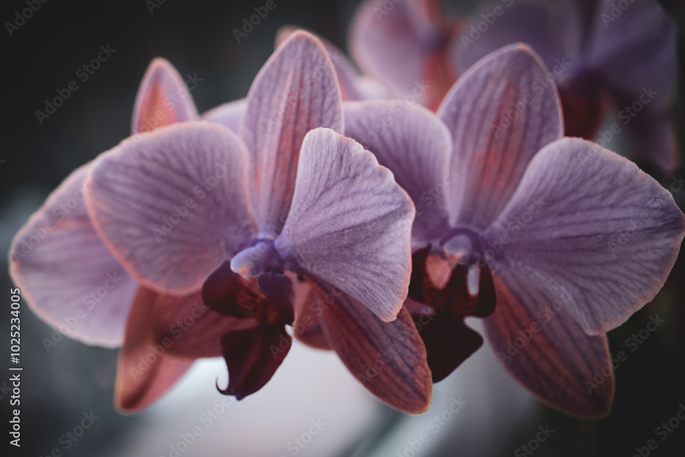 Obraz premium Orchids growing at my house.