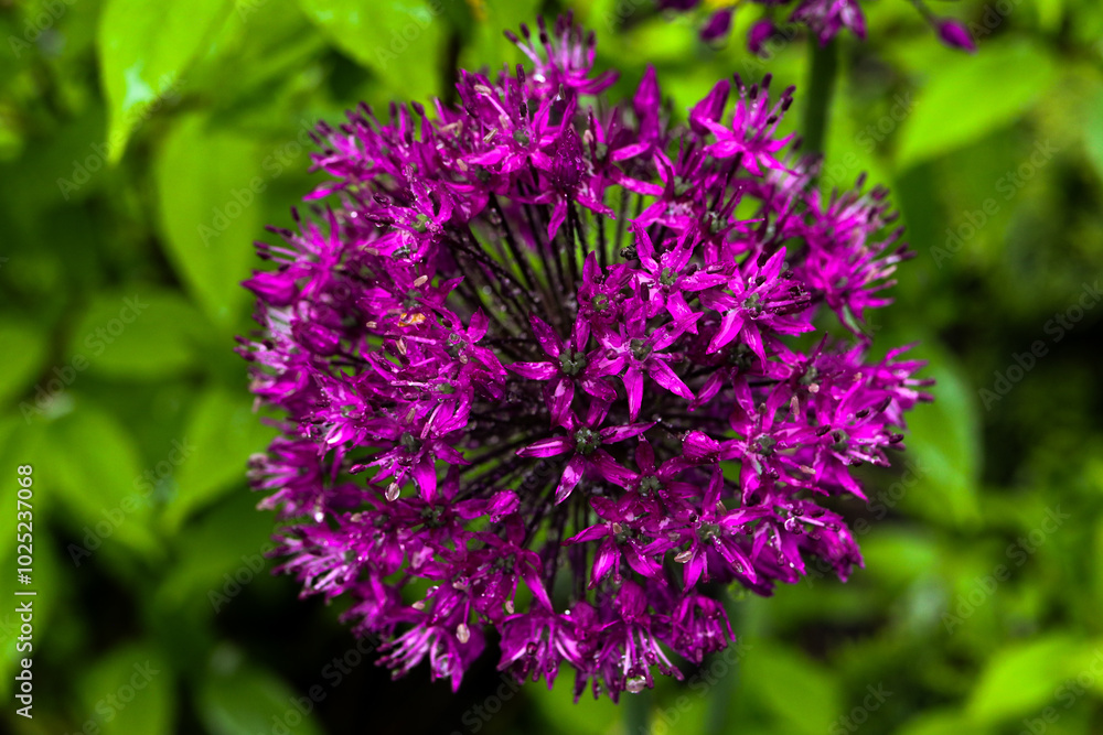 Plants from my garden. Plants from my garden.