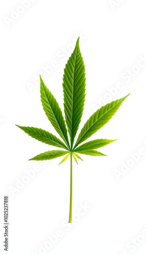 fresh and healthy green cannabis leaf isolated on white background. CBD medical marijuana plant weed and drug concept isolated with white highlights, png