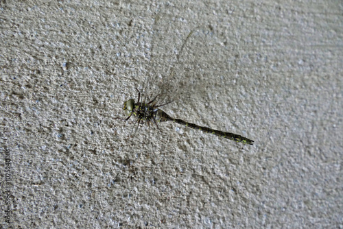 Western Spectre Dragonfly (Boyeria Irene) resting on a wall
 photo