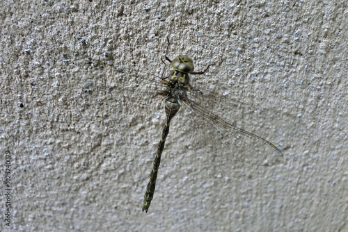 Western Spectre Dragonfly (Boyeria Irene) resting on a wall
 photo