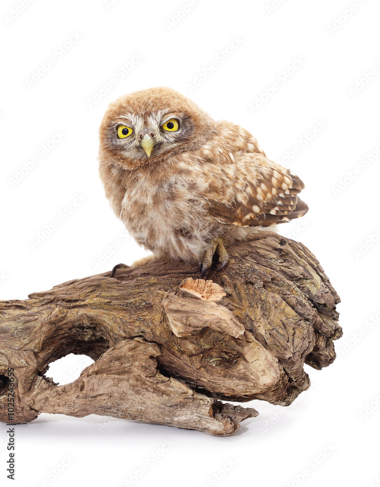 One small owl sits on the bark. One small owl sits on the bark.