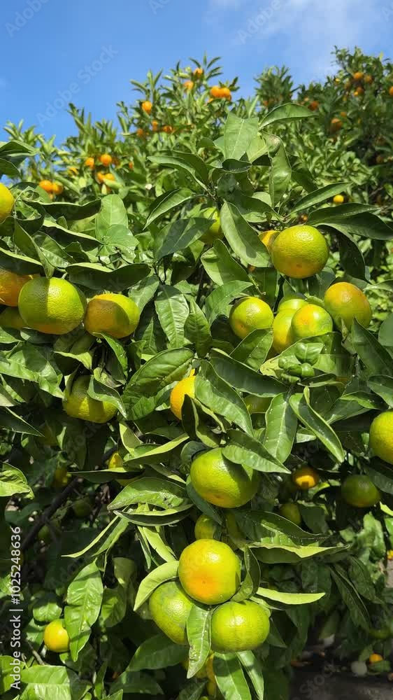 Tangerines ripen on trees in an orchard, vertical video. Tangerines ripen on trees in an orchard, vertical video.