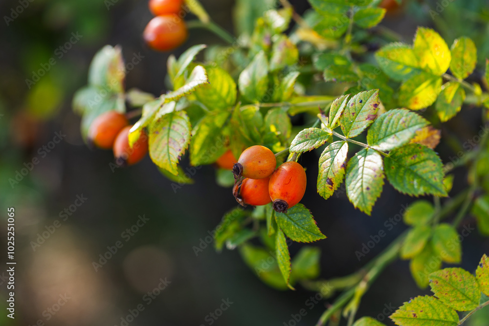 Rosa canina - orange rosehip fruits growing on branches with green leaves, beautiful soft bokeh in the background. Rosa canina - orange rosehip fruits growing on branches with green leaves, beautiful soft bokeh in the background.
