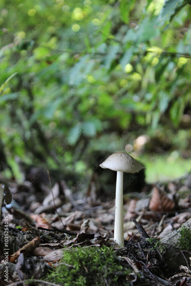 mushrooms in the forest mushrooms in the forest