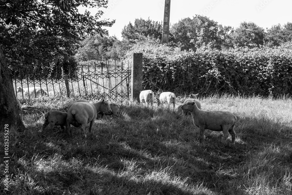 Obraz premium scène rurale dans le Berry dans le centre de la France en Europe