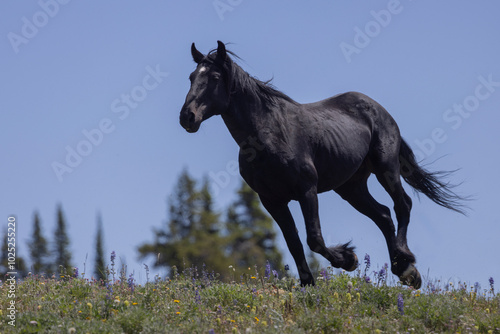 Wild Horse in the Pryor Mountains Montana in Summer