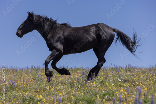 Wild Horse in the Pryor Mountains Montana in Summer
