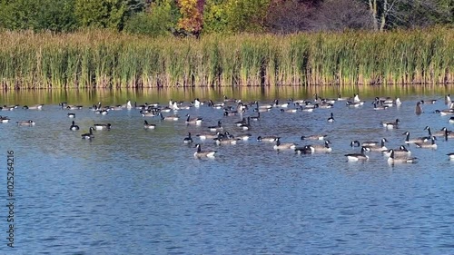 A Flock Of Canada Geese Feeding And Resting On A Local Pond In Fall In Wisconsin
