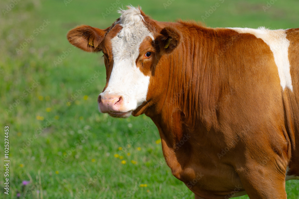 Cow at meadow. Cattle in green field. Cow in grassy pasture. Brown Cow close up portrait in the countryside. Cows graze on summer meadow. Moo, milk concept. Cows in a pasture. Cows face closeup. Cow at meadow. Cattle in green field. Cow in grassy pasture. Brown Cow close up portrait in the countryside. Cows graze on summer meadow. Moo, milk concept. Cows in a pasture. Cows face closeup.