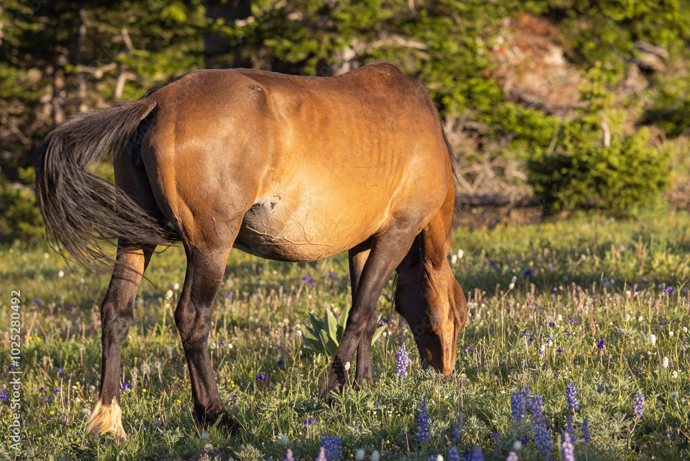 Wild Horse in the Pryor Mountains Montana in Summer Wild Horse in the Pryor Mountains Montana in Summer