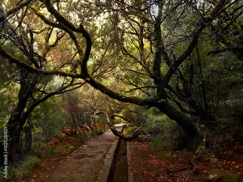 Trail in the dark forest of the levada das 25 fontes hiking trail in Madeira in autumn, with fallen leaves on the ground photo