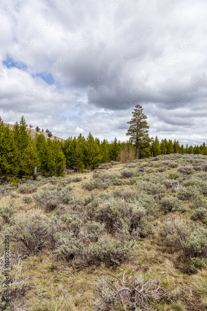 Scenic View of Yellowstone National Park with Lush Greenery and Dramatic Cloudy Sky in Wyoming, USA