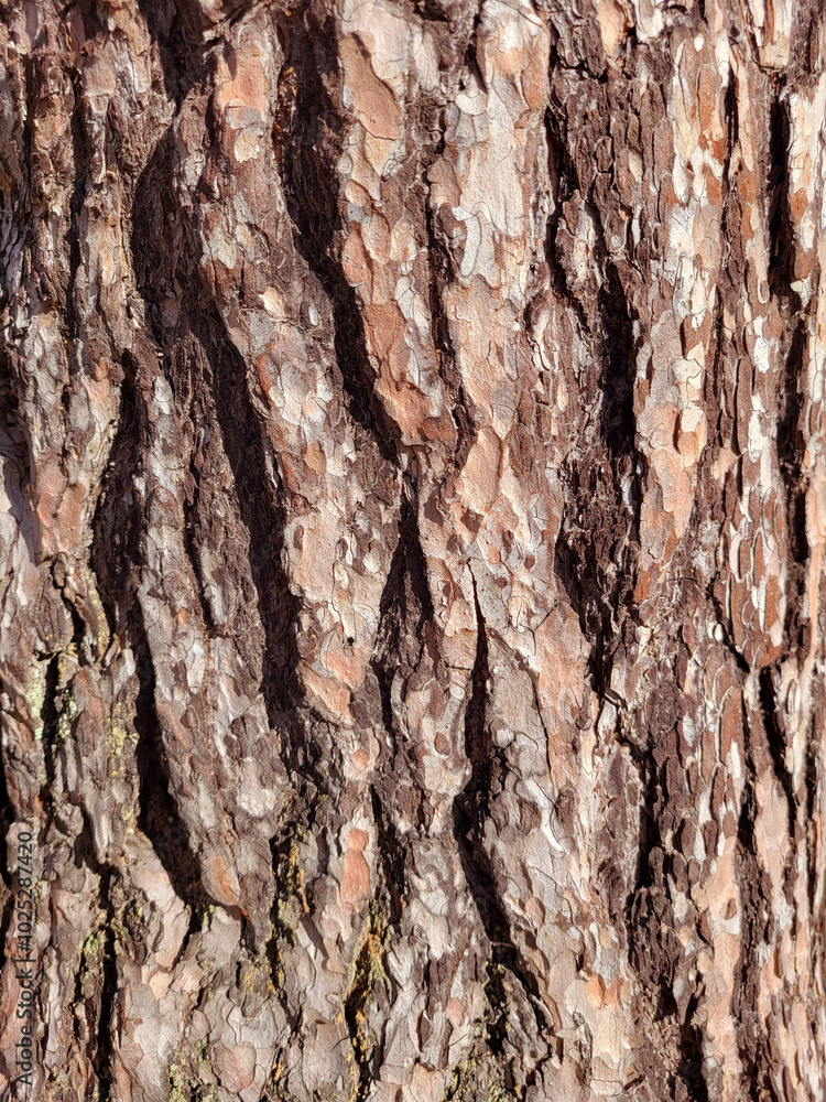 Obraz premium Tree bark texture