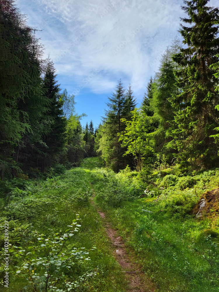 Chemin étroit dans une forêt verdoyante Chemin étroit dans une forêt verdoyante