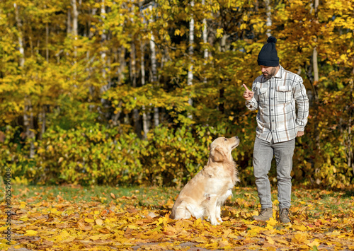 The owner with his golden retriever dog in the autumn forest. Dog training.