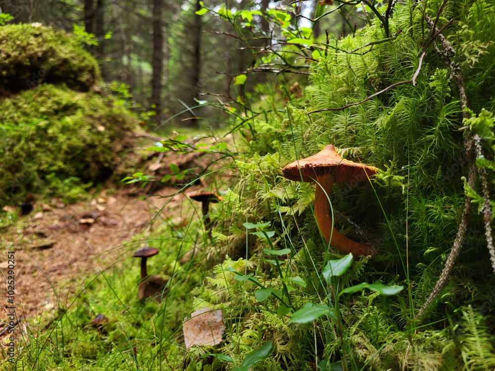 Fototapeta premium mushroom in the forest