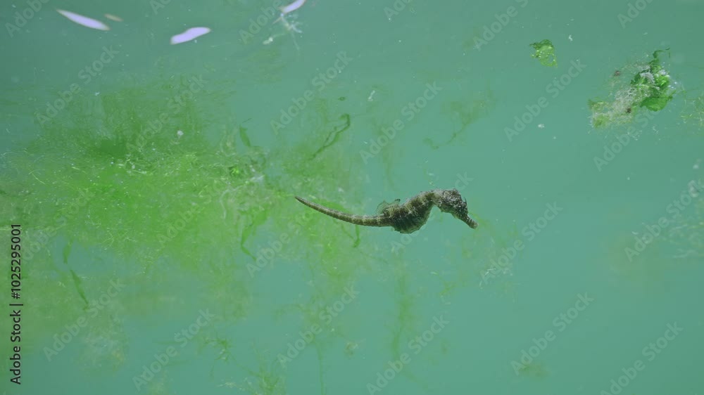 Long Snouted Seahorse (Hippocampus guttulatus) swimming under surface of water swims from one drifting green algae to another, Slow Motion Long Snouted Seahorse (Hippocampus guttulatus) swimming under surface of water swims from one drifting green algae to another, Slow Motion