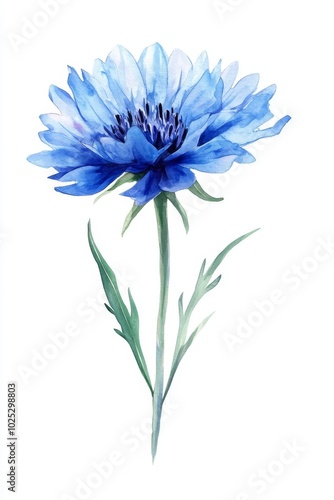 A watercolor blue floral isolated on a white background for design or print. Cornflowers, hand-painted wildflowers, field flowers isolated on white.