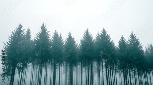 Tall pine trees shrouded in mist.
